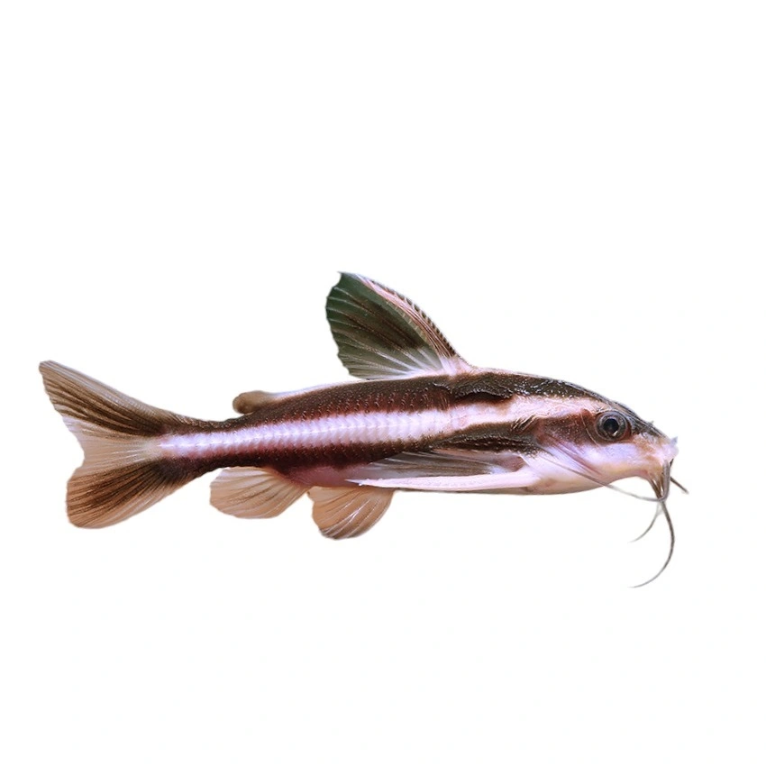 Chokolade malle (Platydoras armatus)